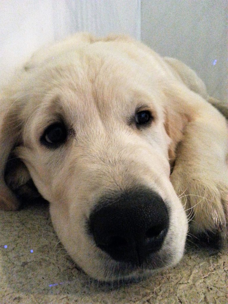 Only Pawsitive Solutions - Puppy eyes